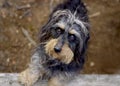 Coarse haired dachshund Royalty Free Stock Photo