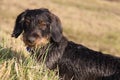 Coarse-haired dachshund in the gras.