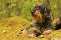 Coarse haired dachshund Royalty Free Stock Photo