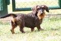 Coarse haired dachshund Royalty Free Stock Photo