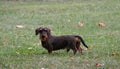 Coarse haired dachshund