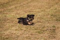 Coarse-haired dachshund running through the gras.