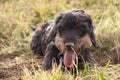 Coarse-haired dachshund with tongue sticking out.