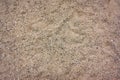 Coarse sand texture. Sunlit sandy beach surface, macro background texture Royalty Free Stock Photo