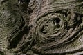 Coarse texture of fir bark, formed by knots and shadows Royalty Free Stock Photo