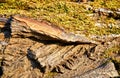 Coarse tree bark texture overgrown with green moss as a background