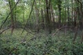 Coarse woody debris in the Berlin forest. Kopenick, Berlin, Germany