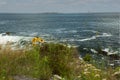 Coast of the Atlantic Ocean. Cliffs overgrown with wild flowers. . USA. Maine Royalty Free Stock Photo