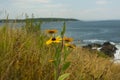 Coast of the Atlantic Ocean. Cliffs overgrown with wild flowers. USA. Maine Royalty Free Stock Photo