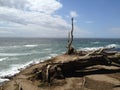 Coast of california driftwood ocean view