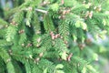 Coast Douglas fir or Oregon pine tree cone and needles Royalty Free Stock Photo