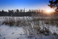 Coast of the forest lake with canes in the foreground in winter sunset