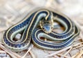 Coast Garter Snake coiled in defense posture