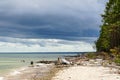 The coast of the gulf of baltic sea with fallen trees before the storm Royalty Free Stock Photo