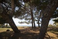 Sea and pine forest in Croatia. The coast of the Adriatic Sea on a clear and sunny day Royalty Free Stock Photo