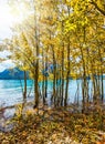 Abraham Lake with turquoise water Royalty Free Stock Photo