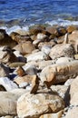 Coast with large stones in the sea water. A white wave of foam rolls onto the shore, washing several large black stones. Vertical Royalty Free Stock Photo