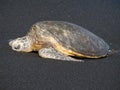 Green sea turtle on Maui beach, Hawaii Royalty Free Stock Photo