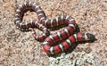 Coast Mountain Kingsnake Lampropeltis multifasciata on boulder