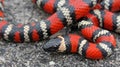 Coast Mountain Kingsnake Lampropeltis multifasciata c close up