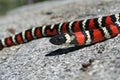 Coast Mountain Kingsnake Lampropeltis multifasciata