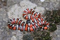 Coast Mountain Kingsnake Lampropeltis multifasciata coiled