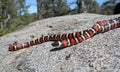 Coast Mountain Kingsnake Lampropeltis multifasciata with forest backroud