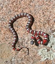 Coast Mountain Kingsnake Lampropeltis multifasciata in strike position