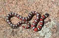 Coast Mountain Kingsnake Lampropeltis multifasciata with forest backroud bids-eye view