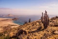 Coast of Pan de Azucar National Park in Chile. Atacama desert coast and cactus Royalty Free Stock Photo