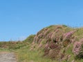 The coast path in north Devon, UK. With Armeria maritima flowers. Royalty Free Stock Photo