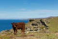 Coast path view North Cornwall on path from Tintagel to Boscastle with cow