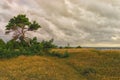 Coast with a pine Baltic in Estonia in the evening Royalty Free Stock Photo
