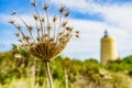 Coast plant and Carbonera lighthouse, La Alcaidesa, Spain Royalty Free Stock Photo