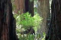 Coast Redwood Trees, Sequoia Sempervirens, at Big Tree Wayside, Redwoods National Park, California Royalty Free Stock Photo