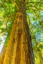 Coast Redwood Very Tall Tree Sequoia Sempervirens Royalty Free Stock Photo