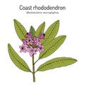 Coast rhododendron rhododendron macrophyllum , state flower of Washington
