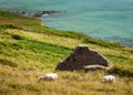 Coast with ruin and sheep near Auderville, Normandy France in summer