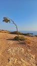 Coast Sea Cliff Ocean Tree Bench Rock Shore Horizon Landscape Bay Summer