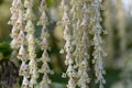 Coast silk-tassel, Garrya elliptica, male catkins in close-up