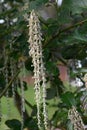 Coast silk-tassel Garrya elliptica, male catkins