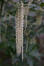 Coast silk-tassel Garrya elliptica, pending flowers