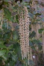 Coast silk-tassel Garrya elliptica, pending racemes of flowers Royalty Free Stock Photo