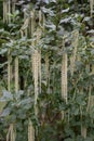 Coast silk-tassel Garrya elliptica, rich flowering shrub