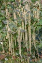 Coast silk-tassel, Garrya elliptica, shrub with flowers