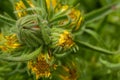 Coast tarweed, Madia sativa Royalty Free Stock Photo