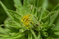 Coast tarweed, Madia sativa Royalty Free Stock Photo