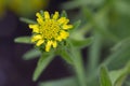 Coast tarweed Madia sativa yellow flower Royalty Free Stock Photo