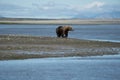 Coastal Alaska brown bear wanders along the river, looking and f