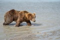 Coastal Alaska grizzly brown bear wanders along the river, looking and fishing for salmon in Katmai National Park. Close up view